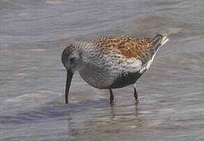 Dunlin