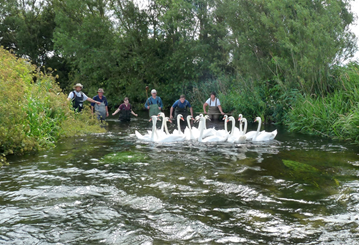 Ringing Mute Swan